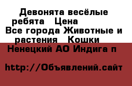 Девонята весёлые ребята › Цена ­ 25 000 - Все города Животные и растения » Кошки   . Ненецкий АО,Индига п.